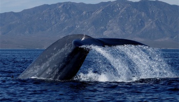 Oceans, Lakes & Rivers Protection
